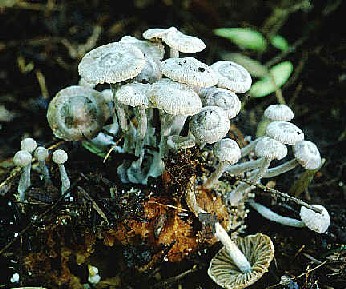 Asterophora (Nyctalis) parasitica