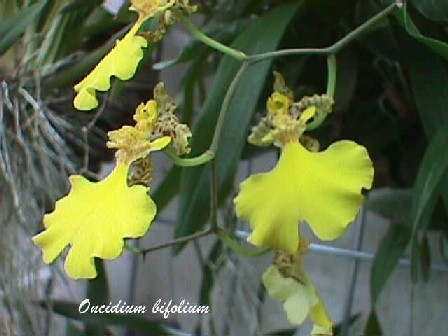 Oncidium bifolium.