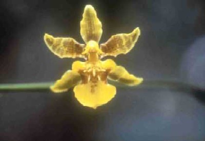 Oncidium floridanum