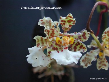 Oncidium jonesianum
