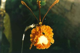 Oncidium kramerianum