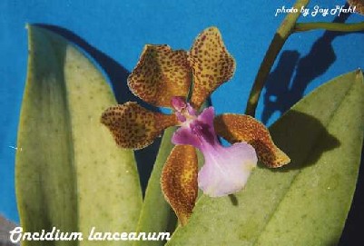 Oncidium lanceanum
