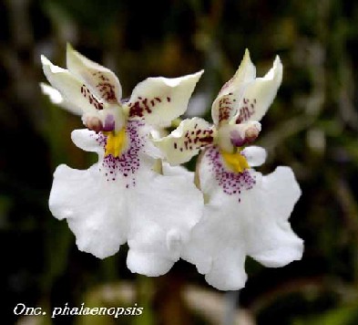 Oncidium phalaenopsis