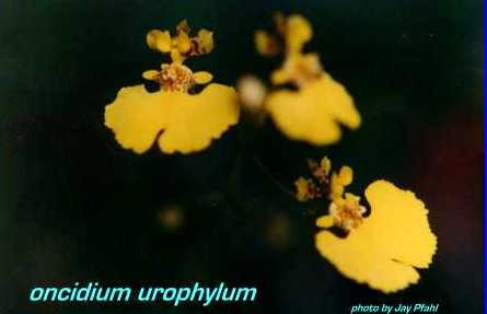 Oncidium urophyllum