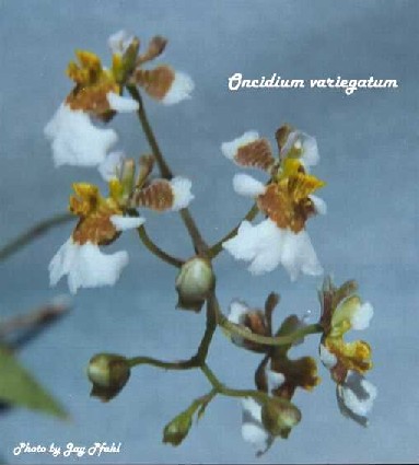 Oncidium variegatum