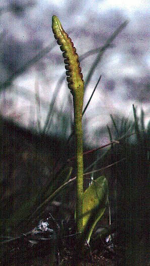 Ophioglossum lusitanicum 