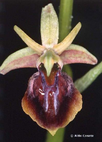 Ophrys caucasica