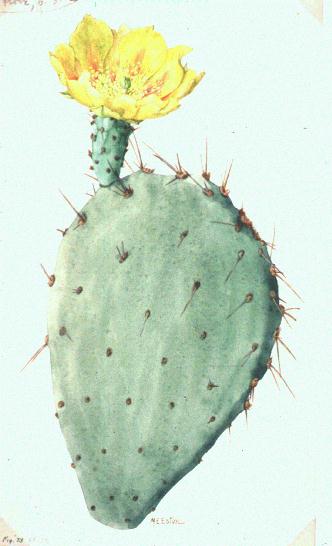 Opuntia phaeacantha
