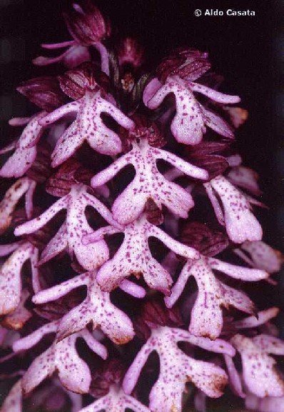 Orchis caucasica