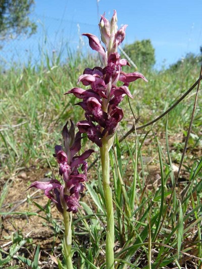 Orchis coriophora 