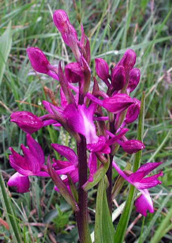 Orchis laxiflora 