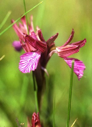 Orchis papilionaceae 