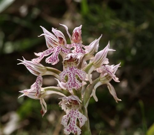 Orchis tridentata 