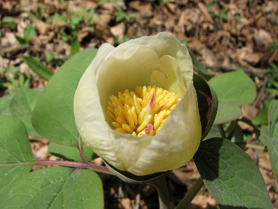 Paeonia wittmaniana