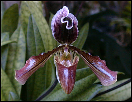 Paphiopedilum hybridum
