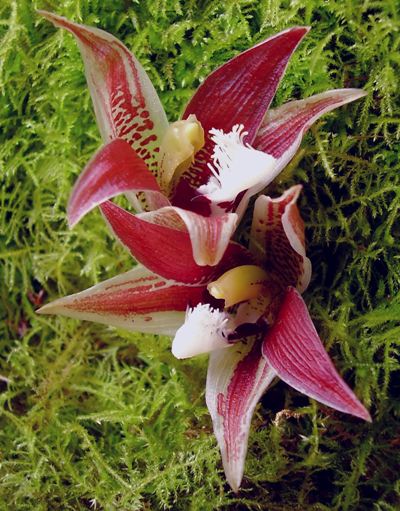 Paphinia lindeniana
