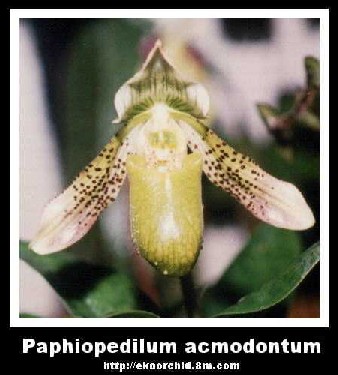Paphiopedilum acmodontum