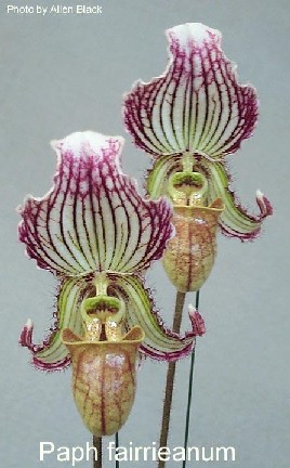 Paphiopedilum fairrieanum