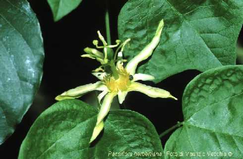 Passiflora herbertiana