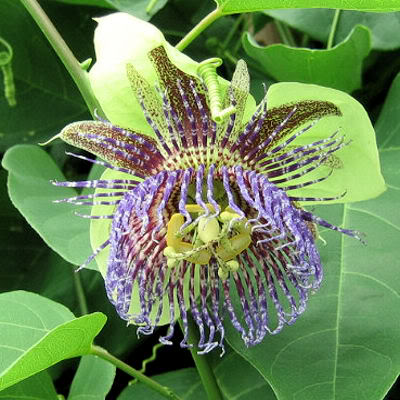 Passiflora maliformis