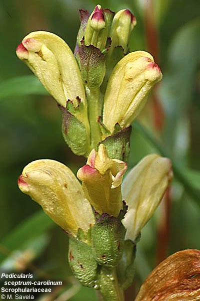 Pedicularis sceptrumcarolinum
