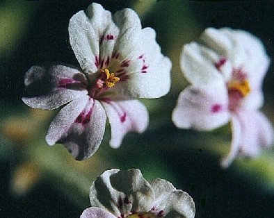 Pelargonium cortusifolium