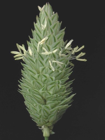 Pennisetum purpureum
