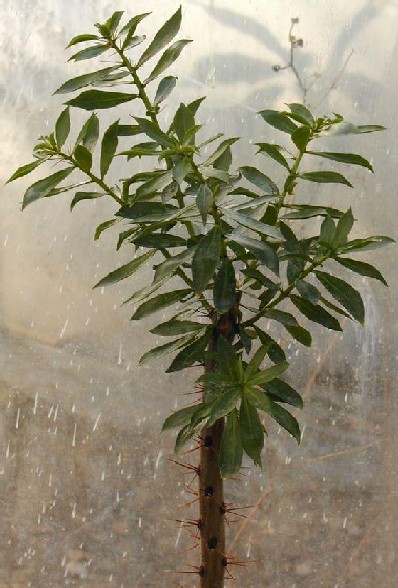 Pereskia zinniflora