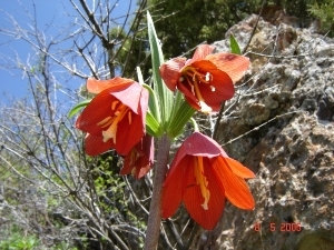 Petilium (Fritillaria) eduardii