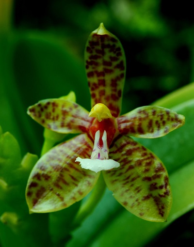 Phalaenopsis cornui