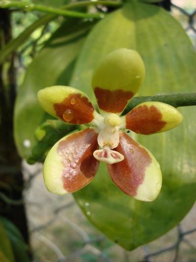 Phalaenopsis fuscata