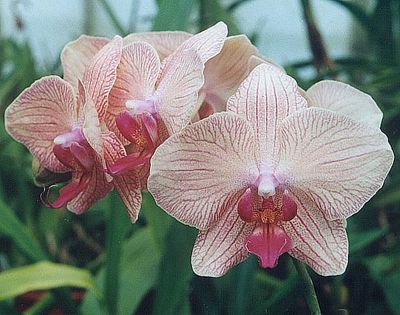 Phalaenopsis nivacolor