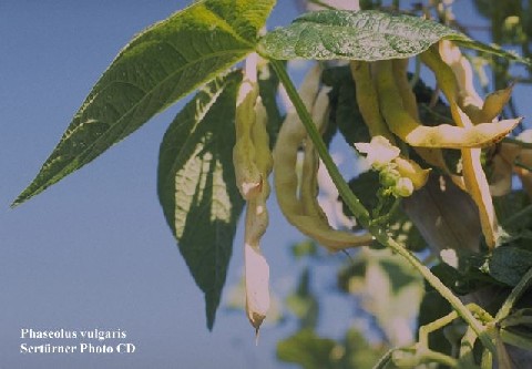 Phaseolus vulgaris 
