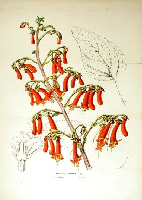 Phygelius capensis