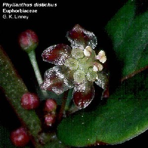 Phyllanthus distichus