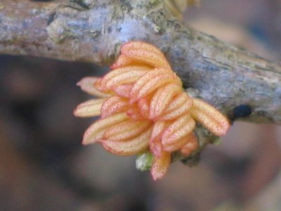 Physena sessiliflora