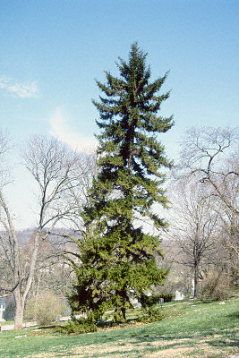 Picea orientalis