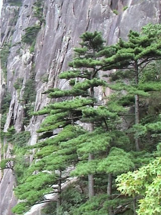 Pinus hwangshanensis