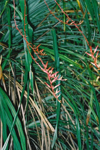 Pitcairnia angustifolia 