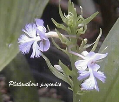 Platanthera psycodes