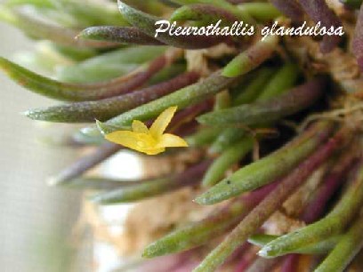 Pleurothallis glandulosa