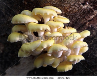 Pleurotus citrinopileatus