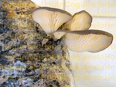 Pleurotus cornuscopiae