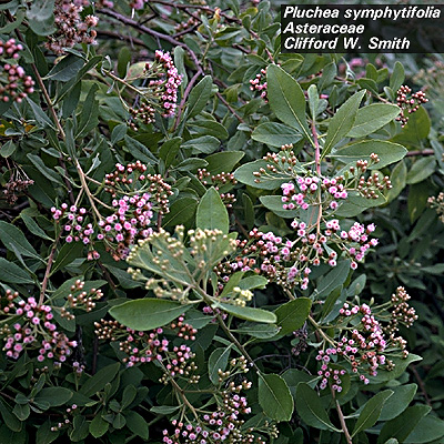 Pluchea symphitifolia 