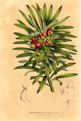 Podocarpus neriifolius