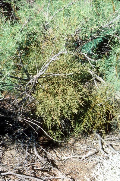 Prosopis julifolia