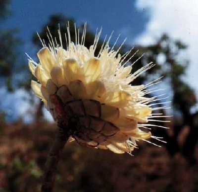Protea gaguedi