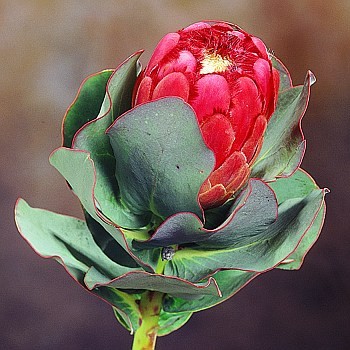 Protea grandiceps