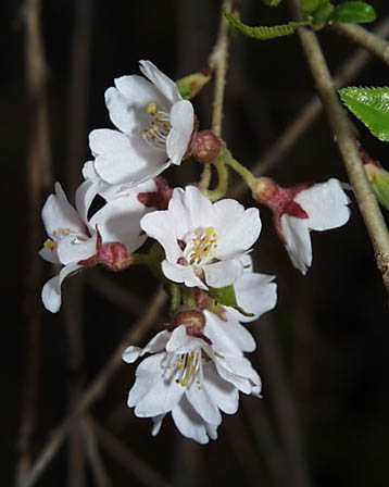Prunus spachiana