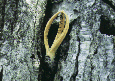 Pseudocolus schellenbergiae